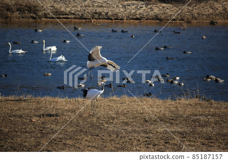 Gangwon-do. Cheorwon Crane Village. Red-crowned Crane Gangwon-do. Cheorwon Crane Village. Red-crowned Crane 85187157
