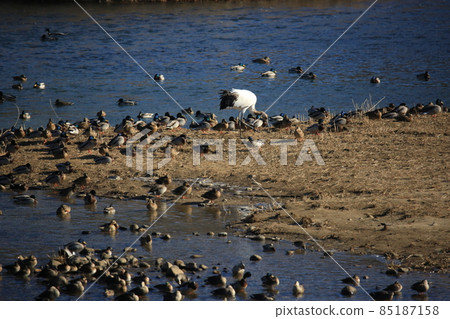 Gangwon-do. Cheorwon Crane Village. Red-crowned Crane Gangwon-do. Cheorwon Crane Village. Red-crowned Crane 85187158