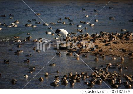 Gangwon-do. Cheorwon Crane Village. Red-crowned Crane Gangwon-do. Cheorwon Crane Village. Red-crowned Crane 85187159