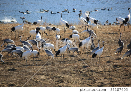 Gangwon-do. Cheorwon Crane Village. Red-crowned Crane Gangwon-do. Cheorwon Crane Village. Red-crowned Crane 85187403