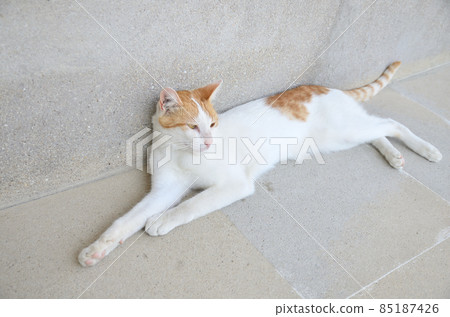 Cat lying on a stone floor Cat lying on a stone floor 85187426
