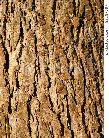 喜馬拉雅杉樹皮 85187597