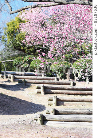梅花盛開的公園 85187636