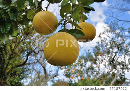 Bontang Buntan 85187912