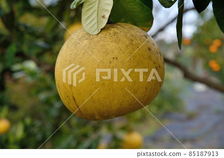 Bontang Buntan 85187913