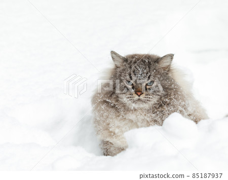 Neva Masquerade colorpoint Siberian cat in snow 85187937
