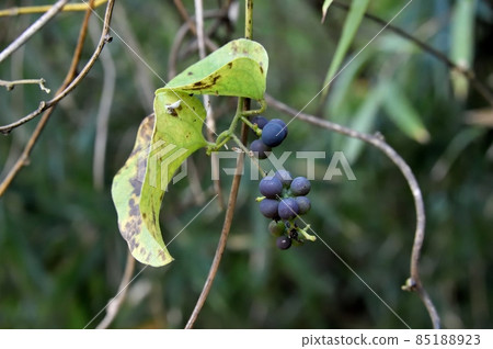 Fruit of Aotutsurafuji 85188923