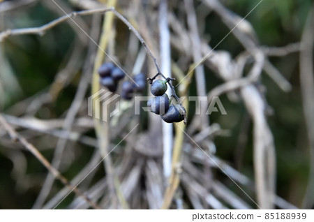 Fruit of Aotutsurafuji 85188939