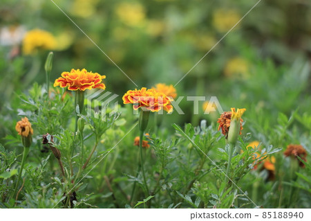 Marigold  85188940