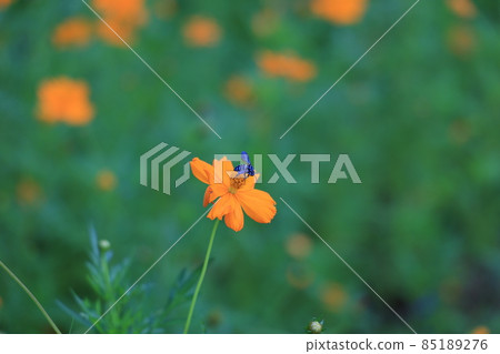 Rurimon山毛櫸 Rurimon山毛櫸 85189276