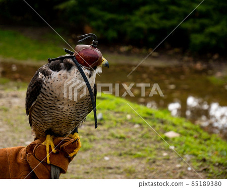 Close up portrait of a peregrine falcon with leather hood Close up portrait of a peregrine falcon with leather hood 85189380
