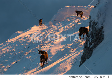 Group of tatra chamois feeding on snow in winter sunlight Group of tatra chamois feeding on snow in winter sunlight 85189401