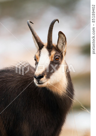 Portrait of tatra chamois looking in wintertime nature Portrait of tatra chamois looking in wintertime nature 85189402