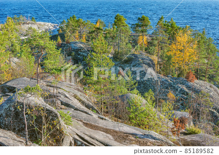 Trees on the cliffs of Lake Ladoga at autumn evening. Republic of Karelia. 85189582