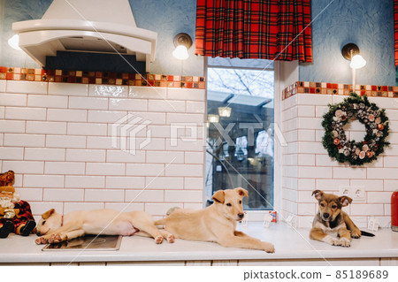 three puppies are lying on the countertop in the Christmas kitchen at home 85189689