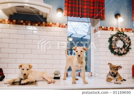 three puppies are lying on the countertop in the Christmas kitchen at home three puppies are lying on the countertop in the Christmas kitchen at home 85189690