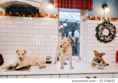 three puppies are lying on the countertop in the Christmas kitchen at home three puppies are lying on the countertop in the Christmas kitchen at home 85189691