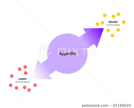 Hunger appetite hormones - Stock Illustration [85189820] - PIXTA