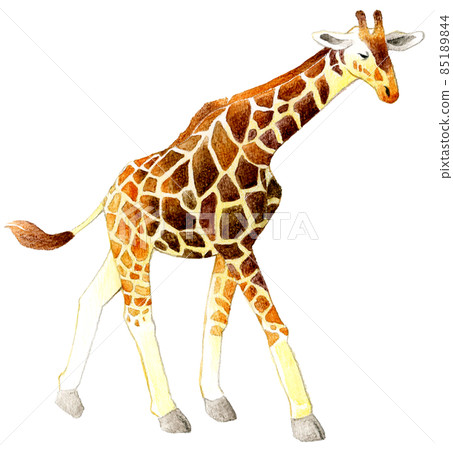 Sideways illustration of walking giraffe hand-painted watercolor illustration material 85189844
