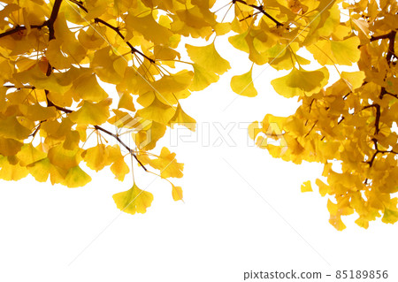 Ginkgo biloba trees turn yellow in autumn leaves, and walk along the approach that shines yellow through the backlight. 85189856