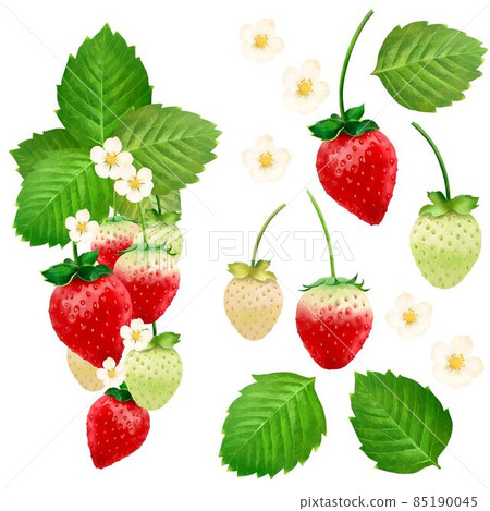 美味草莓、樹葉和花朵的插圖集素材 85190045