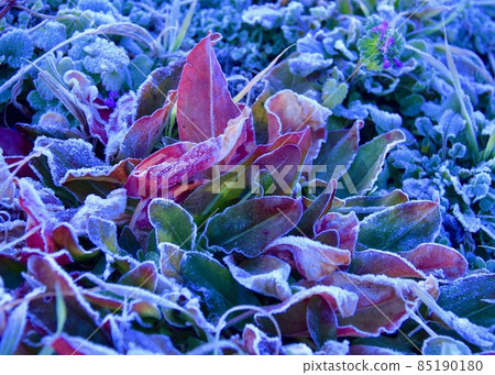 Frozen grassland Glittering dawn Frozen grassland Glittering dawn 85190180