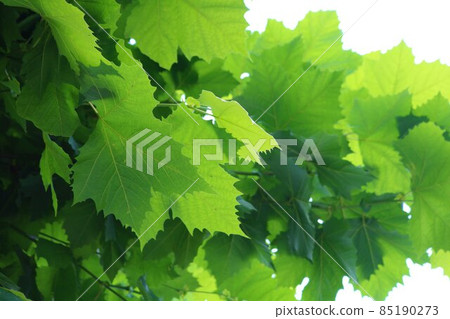 Summer street tree sycamore refreshing scenery Summer street tree sycamore refreshing scenery 85190273