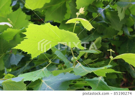 Summer street tree sycamore refreshing scenery Summer street tree sycamore refreshing scenery 85190274