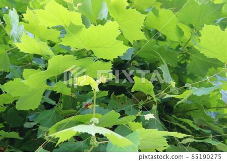 Summer street tree sycamore refreshing scenery Summer street tree sycamore refreshing scenery 85190275