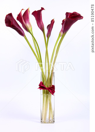 Burgundy calla lilies in a glass vase 85190478