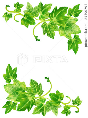 Fresh green ivy colored pencil drawing illustration frame Fresh green ivy colored pencil drawing illustration frame 85190791