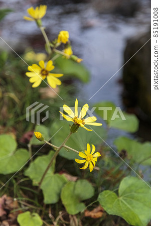 11月水邊盛開的豹子植物 11月水邊盛開的豹子植物 85191008