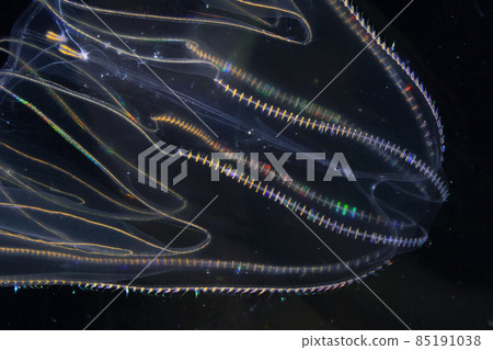 Kabuto jellyfish 85191038