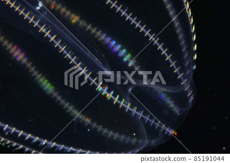 Kabuto jellyfish 85191044