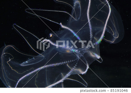 Kabuto jellyfish Kabuto jellyfish 85191046