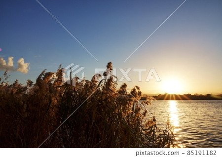 Shining river surface illuminated by the winter morning sun and silhouette of reeds Shining river surface illuminated by the winter morning sun and silhouette of reeds 85191182