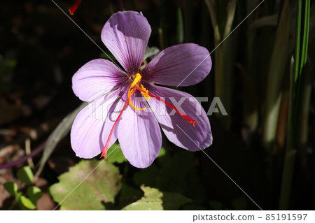 Purple saffron flowers that bloom in early winter 85191597