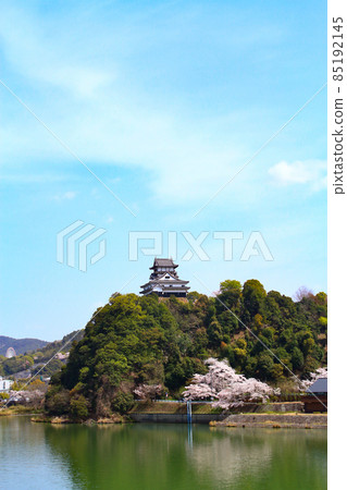 犬山市,犬山城和春天的櫻花景觀 犬山市,犬山城和春天的櫻花景觀 85192145