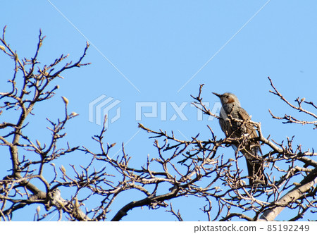 Bulbul on a tree looking up at the blue sky 85192249