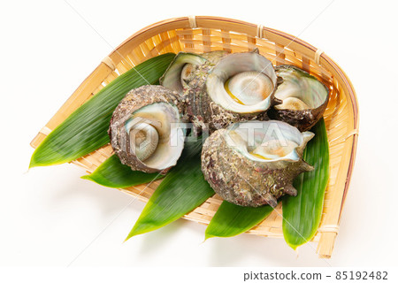 Raw edible shellfish turban shell Raw edible shellfish turban shell 85192482