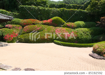 【瀨戶內 33 觀音聖地】萊久寺小月盛開的青南 13 號 岡山縣高橋市 1 85192592