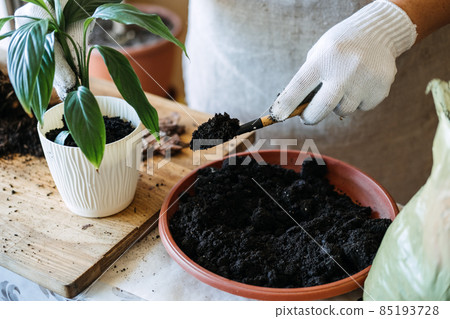 Potting soil. Soil to repot indoor plants. Spring Houseplant Care, repotting houseplants. Woman is transplanting plant into new pot at home. Gardener transplant plant Spathiphyllum. 85193728