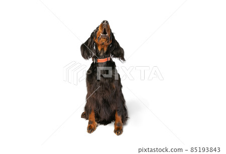 Front view of purebred dog, Scottish Gordon Setter sitting on floor and looking up isolated over white studio background. Concept of animal Front view of purebred dog, Scottish Gordon Setter sitting on floor and looking up isolated over white studio background. Concept of animal 85193843
