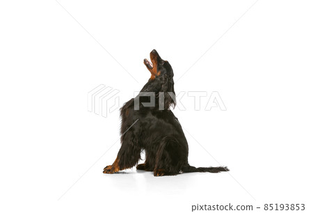 Profile view of purebred dog, Scottish Gordon Setter posing isolated over white studio background. Profile view of purebred dog, Scottish Gordon Setter posing isolated over white studio background. 85193853
