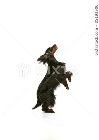 Profile view of purebred dog, Scottish Gordon Setter posing isolated over white studio background. Profile view of purebred dog, Scottish Gordon Setter posing isolated over white studio background. 85193906