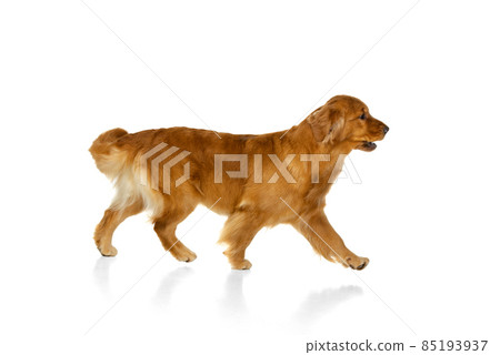 Portrait of purebred dog, Golden retriever posing isolated over white studio background. Concept of beauty, pets love, animal life. Portrait of purebred dog, Golden retriever posing isolated over white studio background. Concept of beauty, pets love, animal life. 85193937