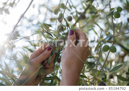 Picking olive fruits from a tree 85194792