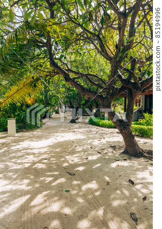 Island road with tropical trees, Maldives Island road with tropical trees, Maldives 85194996