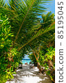 Tropical paradise in Maldives 85195045