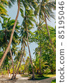 Island road with palm trees, Maldives 85195046